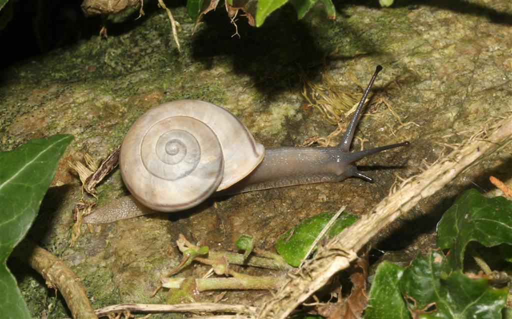 altra chiocciola da identificare